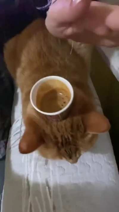 Balancing a cup on the cat head