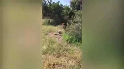 British man dragged away by lion after going into its enclosure . Luckily he survived.
