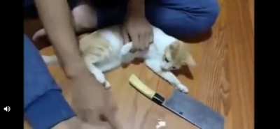 How to cut your cat's nails