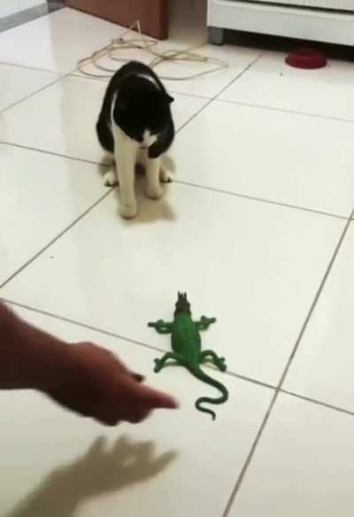 Meowlympics