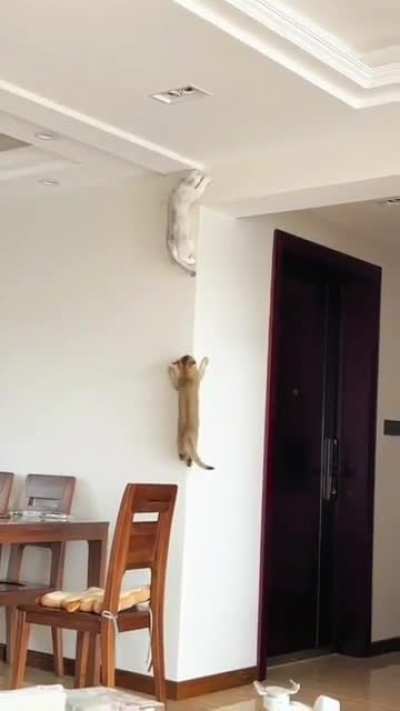 A mix of parkour's, spider's and cat's soul