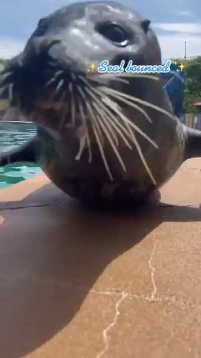 get seal bounced