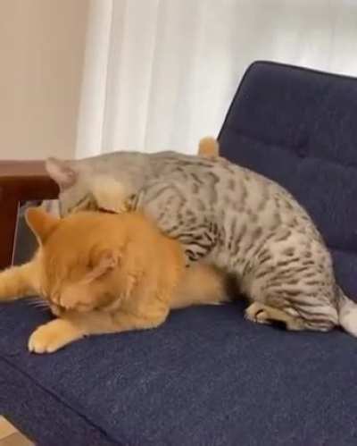 Just one bite