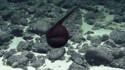 🔥 The EV Nautilus encounters a Gulper Eel in the waters off Hawaii