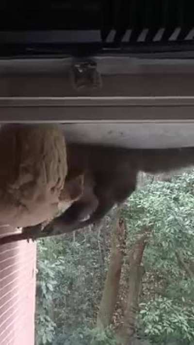 Monkey tears into a big hornet nest and eats larvae