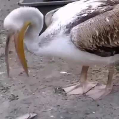 widepeepoSad