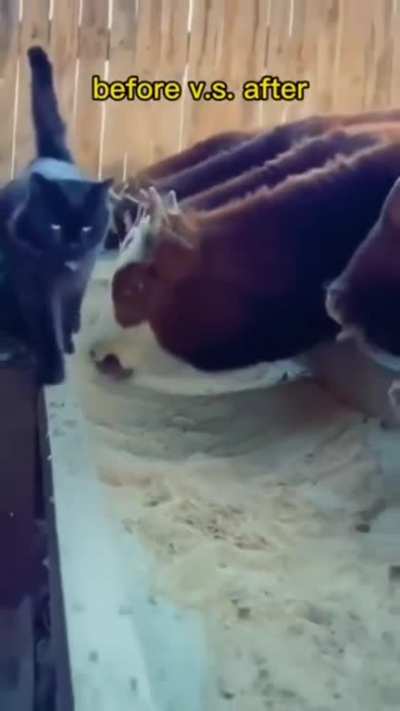 The Inspector has grown up