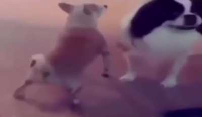 🎶🔊🐕
