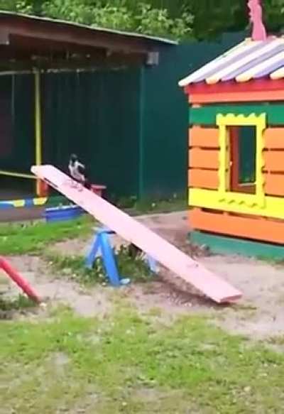 Relative to its body, a crow's brain and a primate brain are comparable. Scientists compare the intelligence of crows to that of a seven-year-old human child...clearly they also like to play like a child.