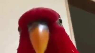 😒Esto no es un meme sigue🐦