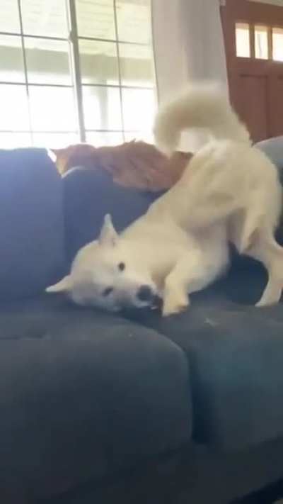 “No you can’t play with the baby” Husky Tantrum