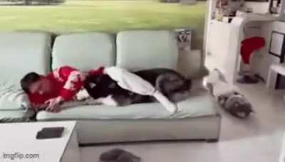 Wholesome husky