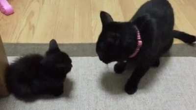 touch tha kitten