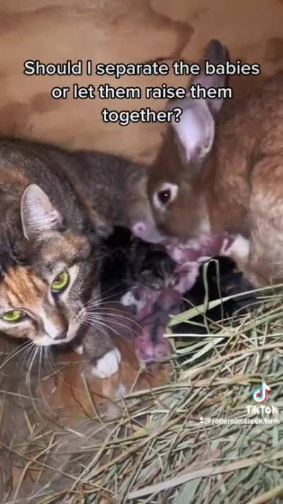 Cabbits family