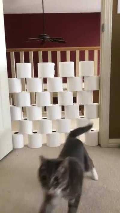 Finally tried making a toilet paper wall. It was everything I could have hoped for.