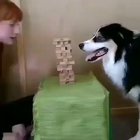 Jenga champ