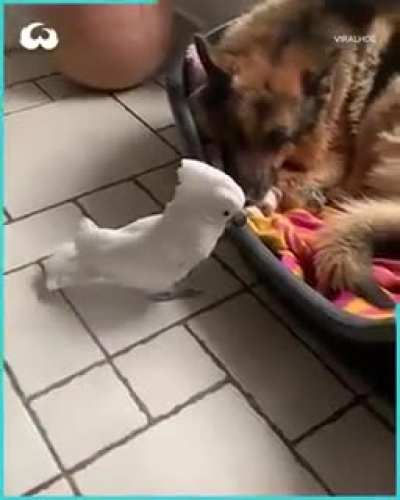 This parrot can even make the sound of a dog