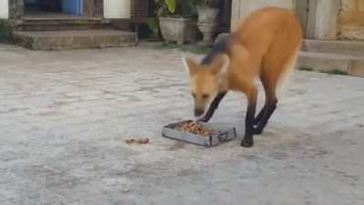 The maned wolf is a large omnivorous canine native to South America. It is quite shy and flees when alarmed, and it poses little to no threat to humans. The monks at the Santuário do Caraça monastery in Brazil have a very special relationship with the man