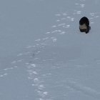 River otter having some fun sliding