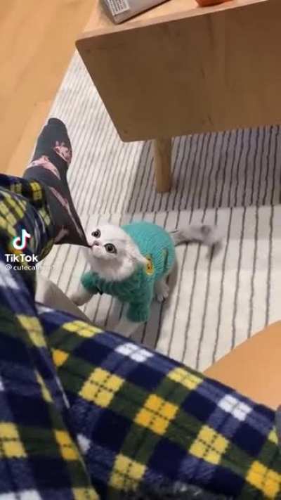 give me treat, hooman!!!!
