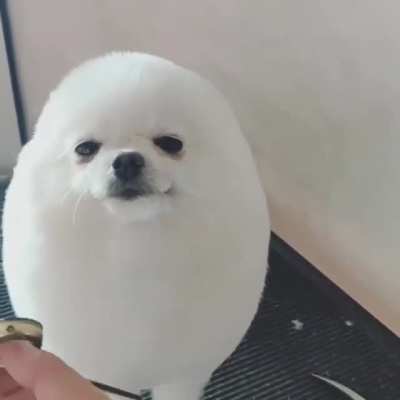 The little egg that smiles