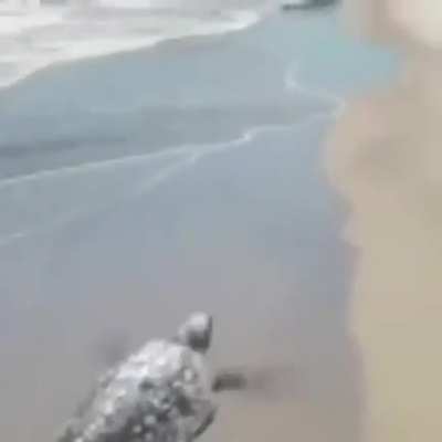 Acredite nos seus sonhos, nunca desista. Bom dia