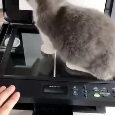 Скан кота