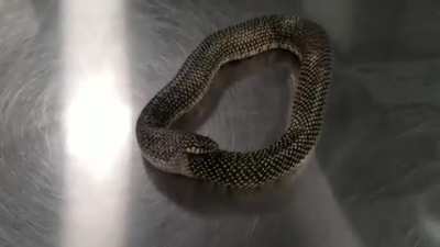 Snake eating itself.