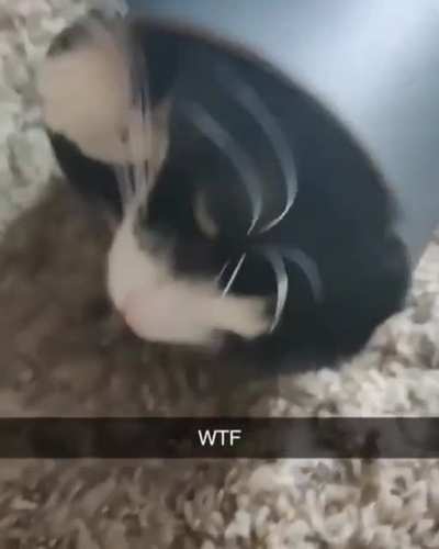 Tom and Jerry IRL