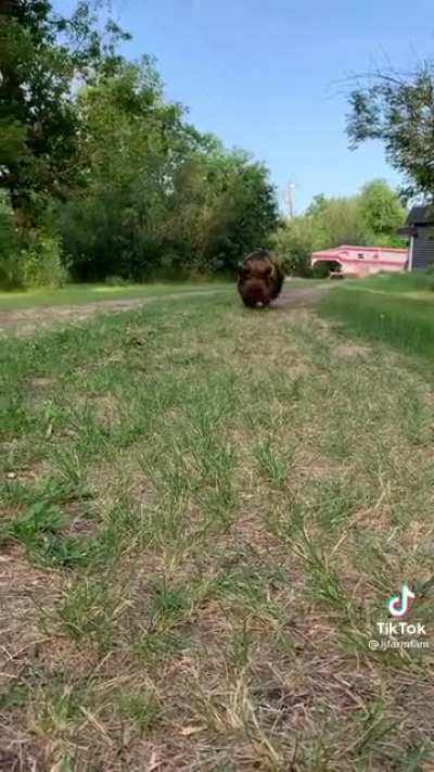 Here she comes