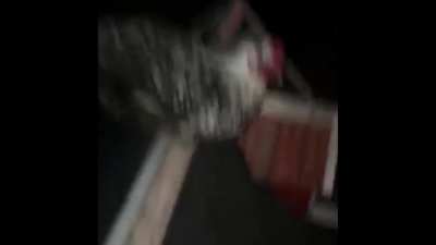 Scary chicken