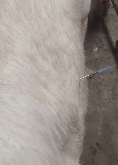 Draining a cow bloated with methane.