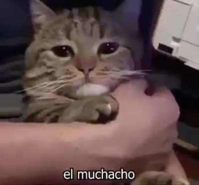 Üzgün kedi