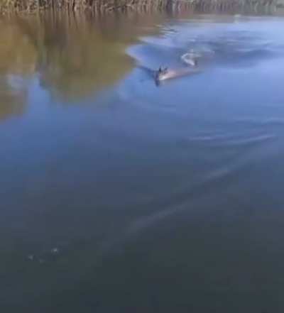 Croc changes his mind while chasing a snack