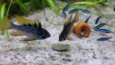 Dinner for two