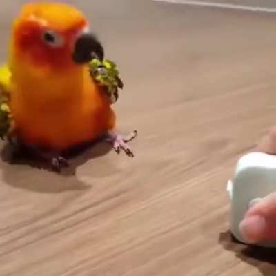 Thingy gone? Lemme justvibe it out ~(˘▾˘~)