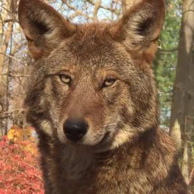 A rare, beautiful, untamed Red Wolf