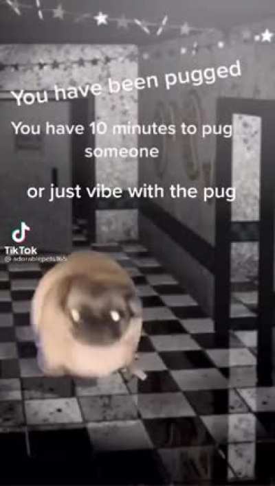 GET PUGGED JAKE!