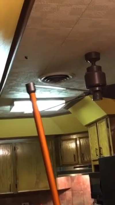 roach vs vacuum