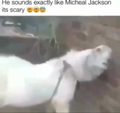 Micheal jackson?