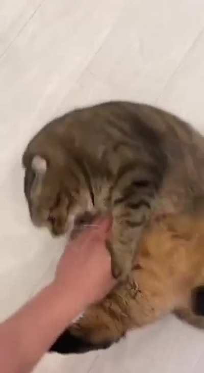 Chonky wrestling