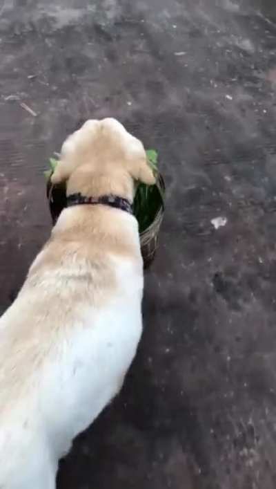 Farm boi growth up fast.
