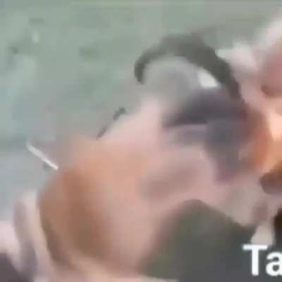 Perro picaron