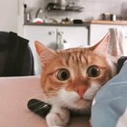 Hunting eyes