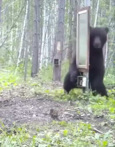 Black Bear discovers Mirror and does not like what it sees