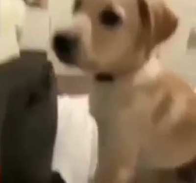 perro
