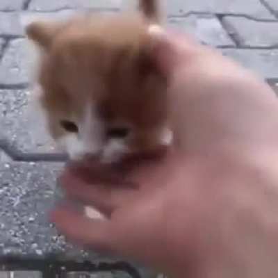 Look at that happy lil tail!