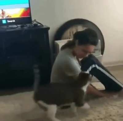 Kitty See, Kitty Do...