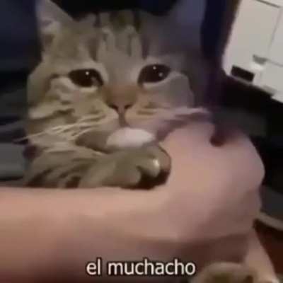 Meme nao original