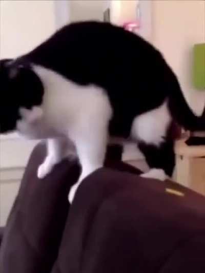 Cats vs. Durian Fruit